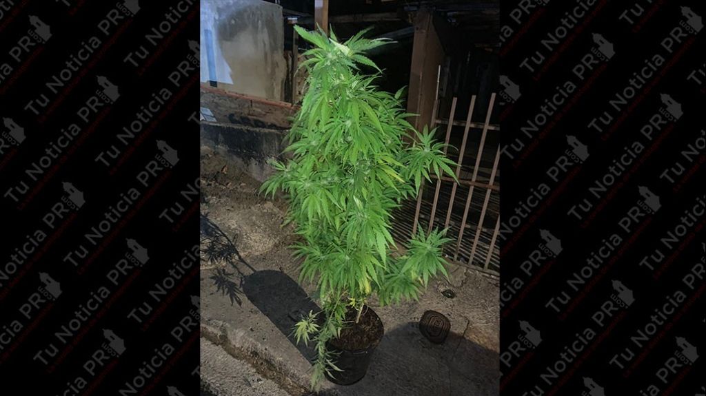  Ocupan planta de marihuana en Rio Grande 