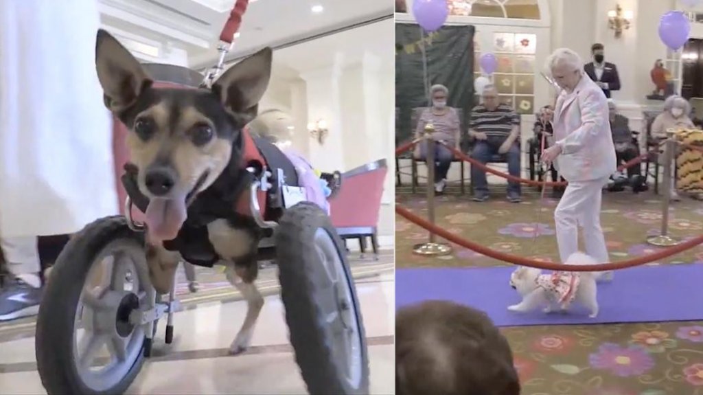  Desfile de perros alienta a residentes de geri&aacute;trico tras aislamiento de 2020 