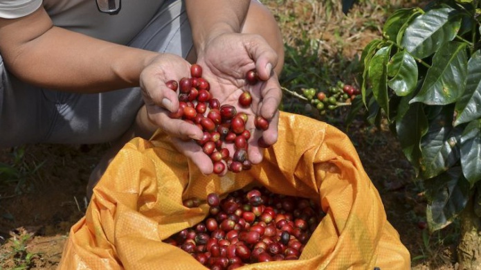 Medida que permitirÃ­a a Departamento de Agricultura fijar precio del cafÃ© recibe visto bueno