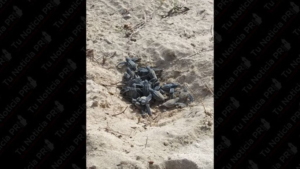  Nido de tinglar eclosiona en Playa de Combate ante cientos de ba&ntilde;istas 
