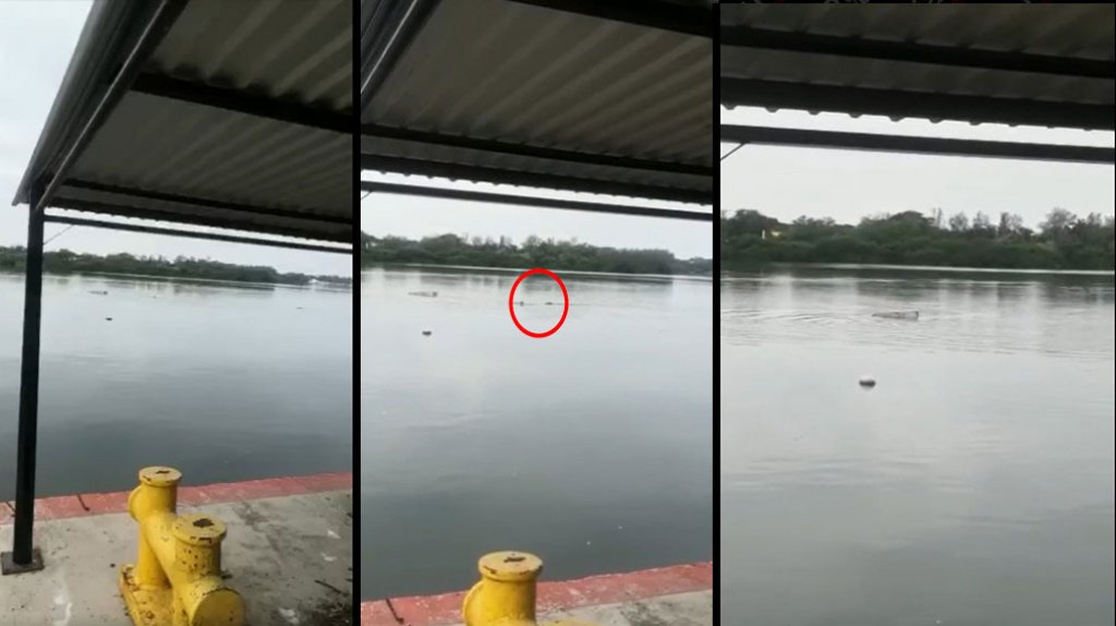  Captan en video momento en que un cocodrilo devora a un hombre que nadaba en un lago 