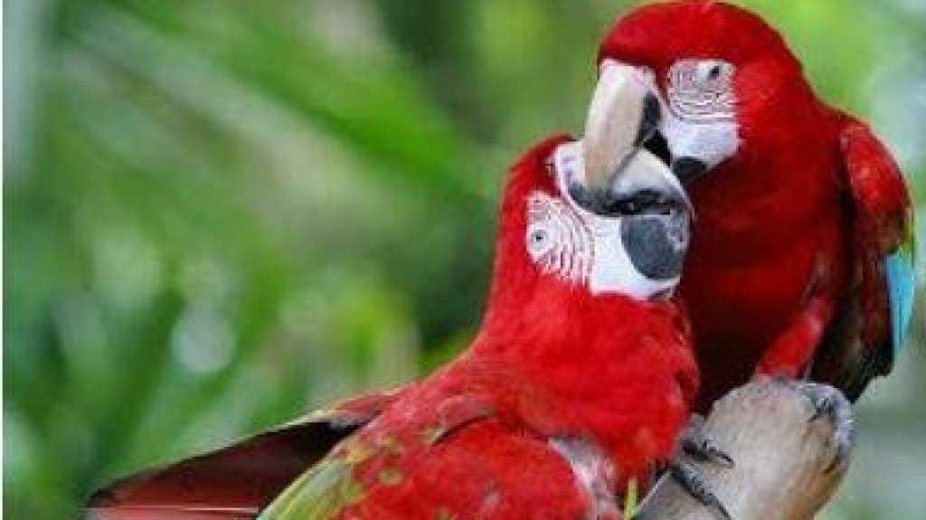  Roban dos guacamayos de Museo del Ni&ntilde;o en Carolina 