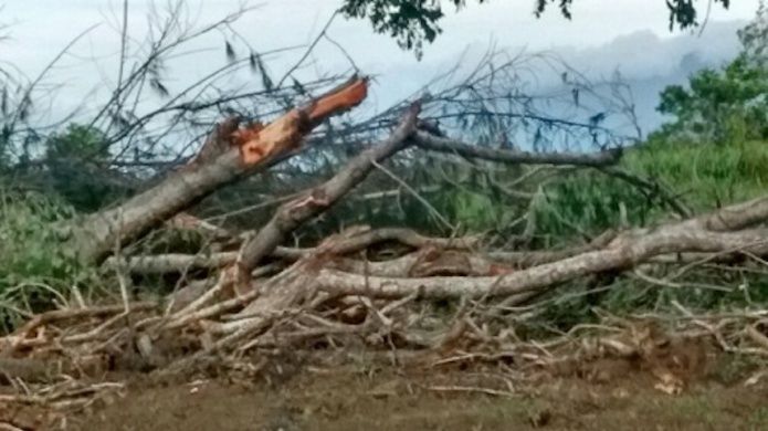 Denuncian masacre ambiental en LoÃ­za