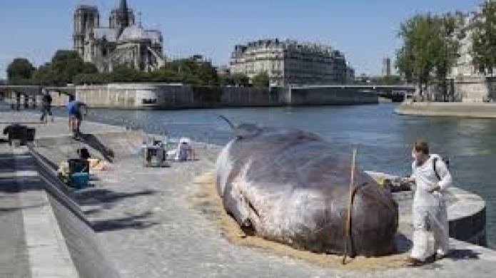 Video: Un "cachalote" encalla en ParÃ­s para denunciar el cambio climÃ¡tico