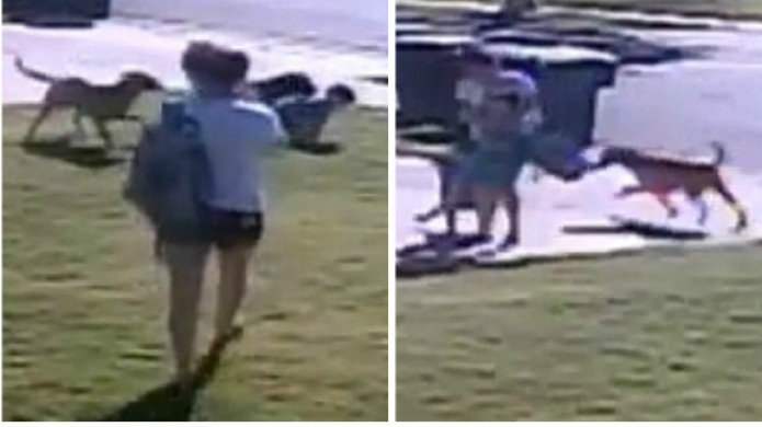 Video: Mujer valiente salva a su hijo del ataque de dos PERROS en California