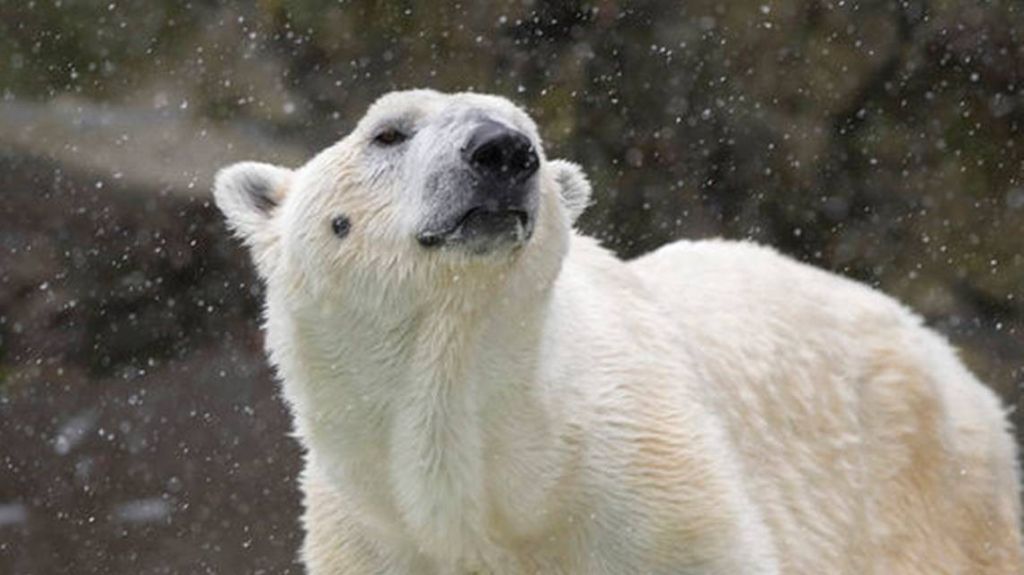 Sacrifican al Ãºnico oso polar del zoolÃ³gico de Nueva York por falla renal