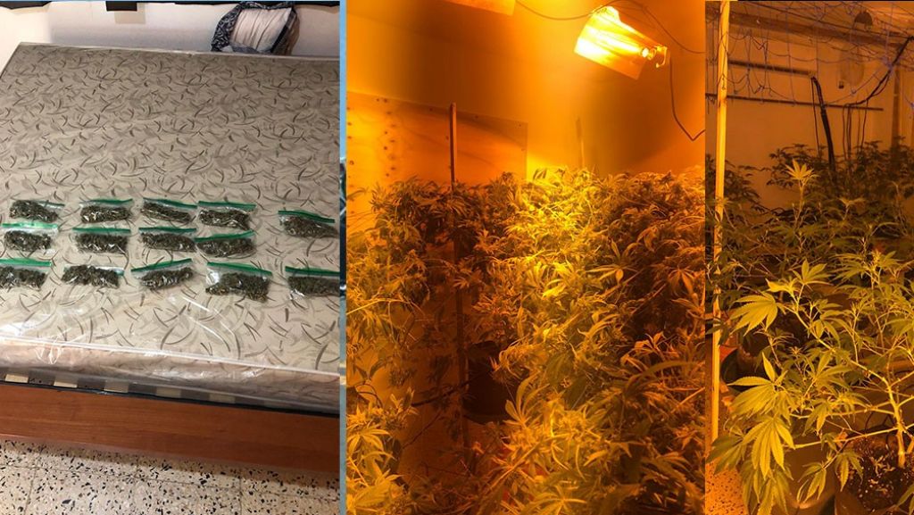  Ocupan invernadero de Marihuana en San Lorenzo 