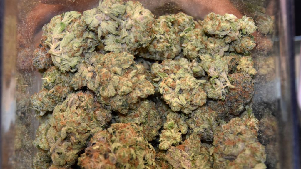  Advierten sobre riesgos de graves hemorragias por marihuana sintética 