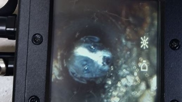 Video: Rescatistas de San Juan utilizan tecnologÃ­a para lograr rescatar un perrito atrapado 