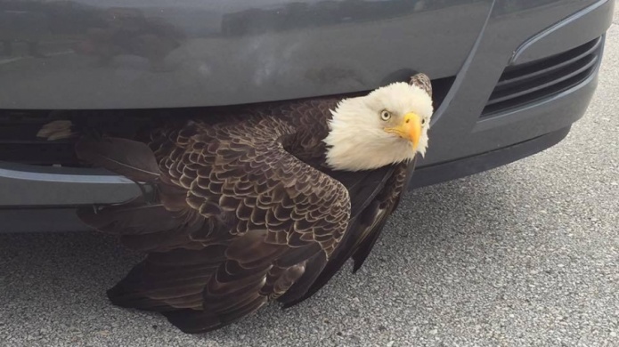 Un Ã¡guila calva se queda atorada en un parachoques por el huracÃ¡n Matthew