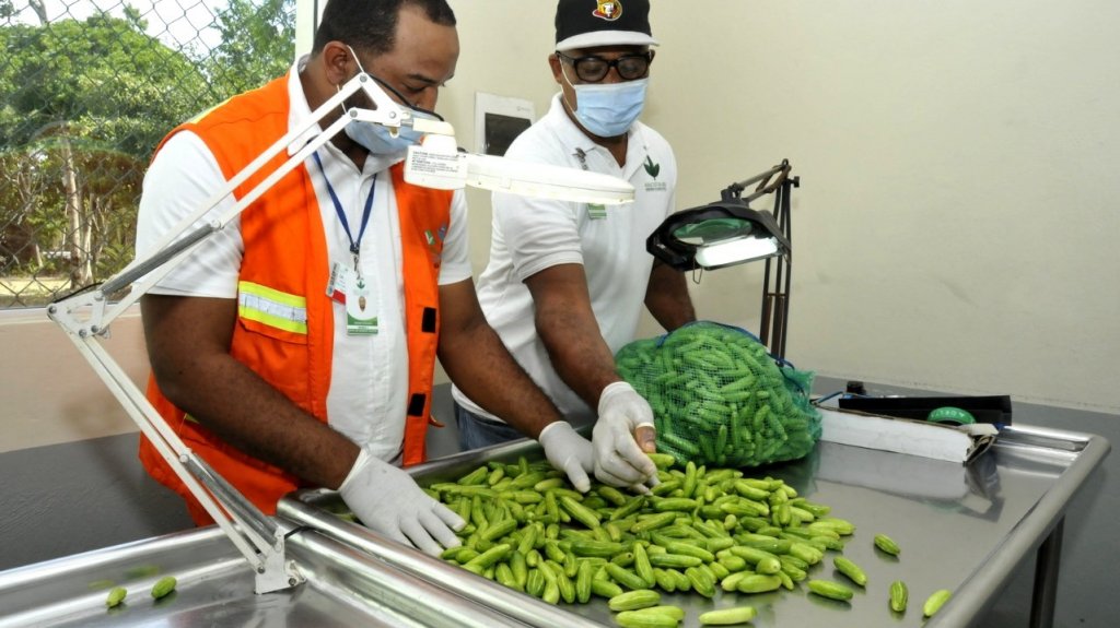  Asegura el gobierno que el país está libre de la mosca del Mediterráneo 