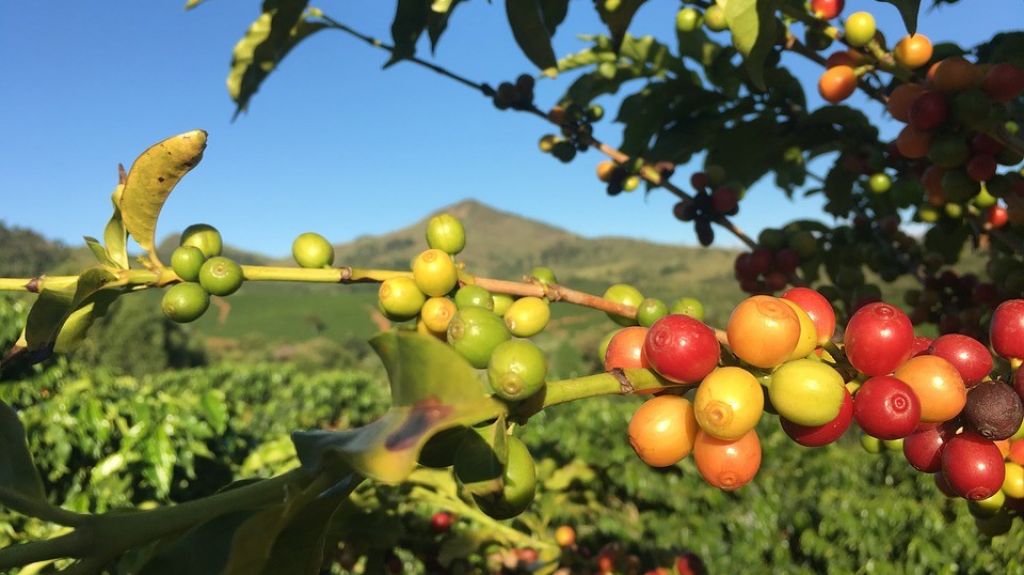  Agricultores alegan C&oacute;digo Incentivos afecta agricultura que a&uacute;n no se levanta tras Mar&iacute;a 