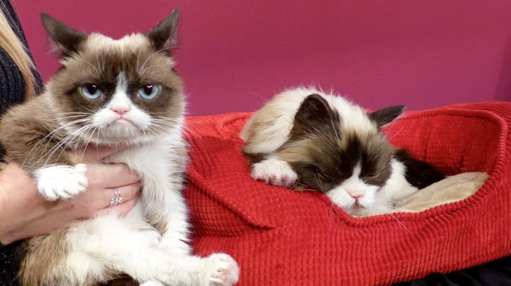  Muere la "gata gru&ntilde;ona", una diva de internet 