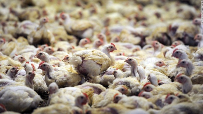 Gripe aviar detectada en una granja en el estado de Iowa