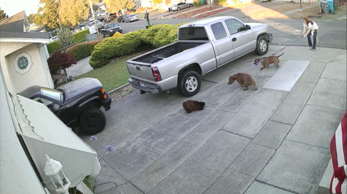 Video: Dos pitbulls casi despedazan a un gato que se relajaba fuera de su casa