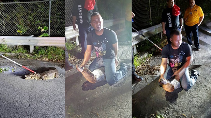 Capturan CaimÃ¡n frente al Hospital HIMA en Caguas