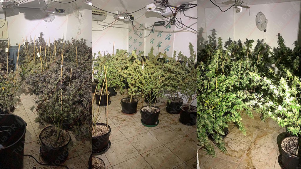  Municipales de Carolina ocupan invernadero de marihuana 