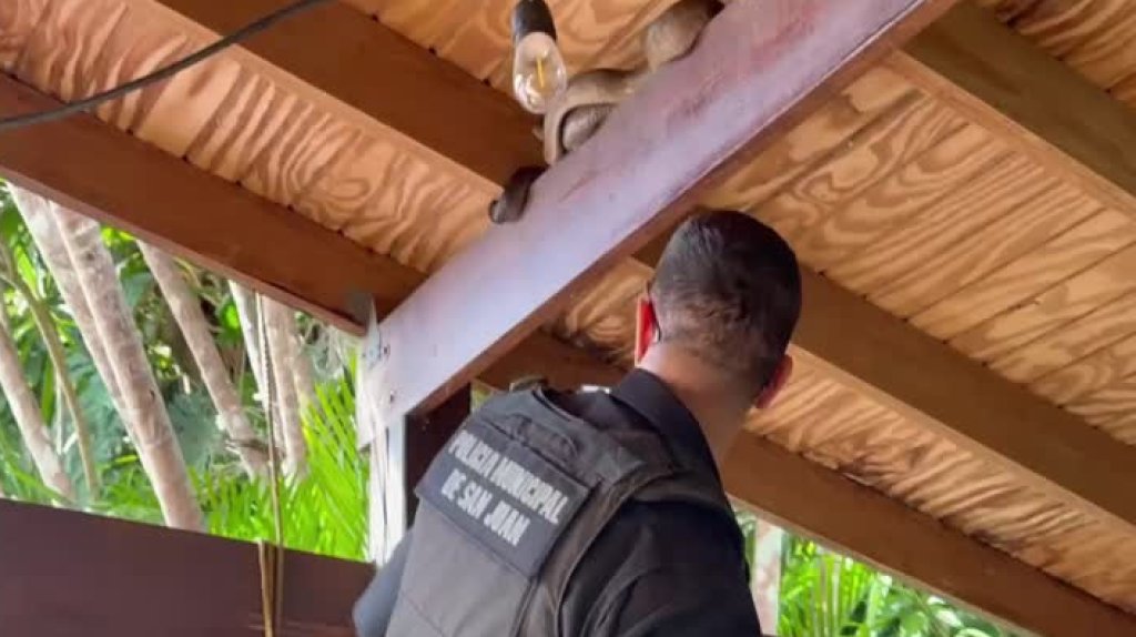  Video: Municipales de San Juan atrapan una serpiente en residencia de Caimito 