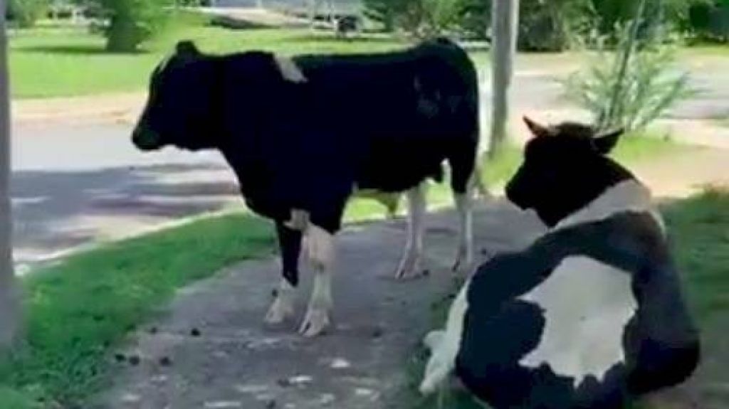  Video: Primero eran cerdos, ahora son vacas las que andan sueltas por San Juan 