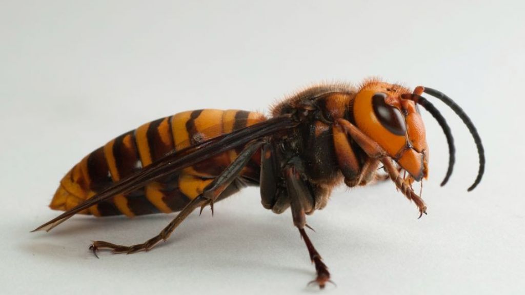  NYPD se prepara &ldquo;sin p&aacute;nico&rdquo; para eventual llegada de avispones asesinos y lanza sugerencias a los neoyorquinos 