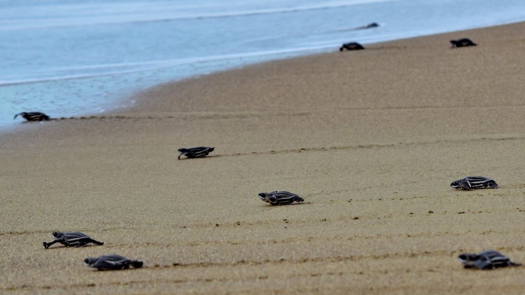  Con aumento en eclosiones finaliza la temporada de tinglar 2019 