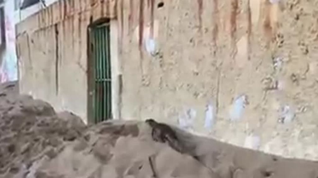  Ciudadanos captan en video caim&aacute;n en la playa Bre&ntilde;as de Vega Alta 