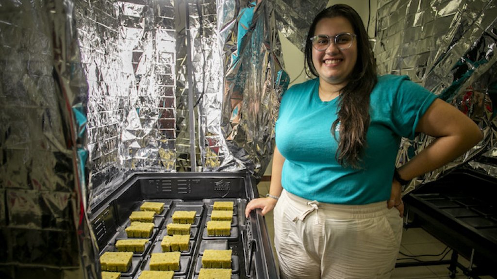  Le encuentran salida econ&oacute;mica al sargazo en Puerto Rico 