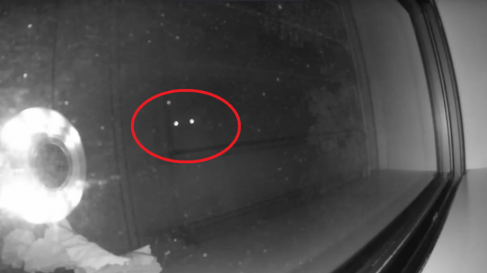 Video: Escucharon ruidos fuera de casa pero no se esperaban esta "sorpresa" al prender la luz