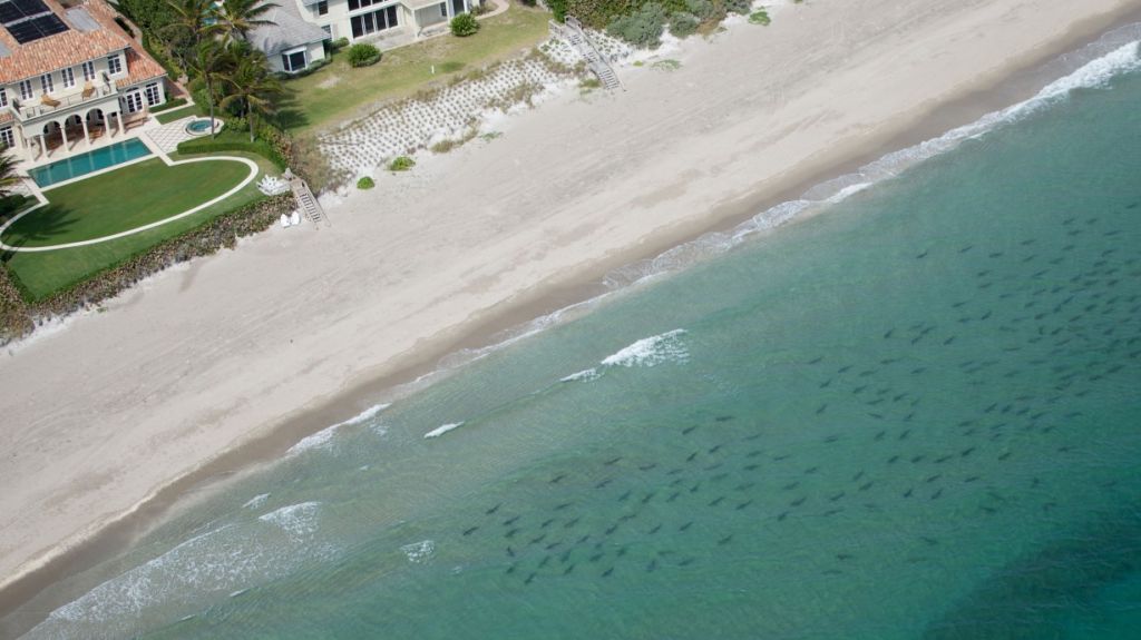  Vea video: Miles de tiburones invaden aguas costeras del sur de Florida 