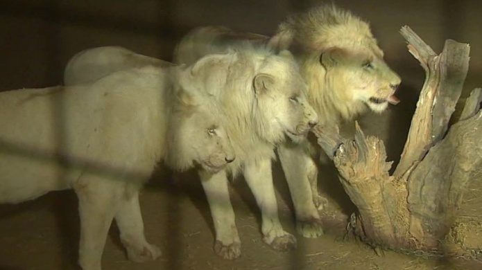 Un leÃ³n mata a una mujer en un safari sudafricano