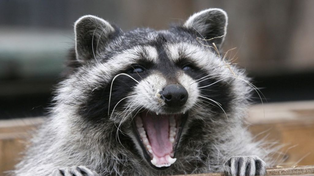 EE.UU: Un mapache ataca salvajemente en su casa a una bebÃ© de cuatro meses (FOTOS)