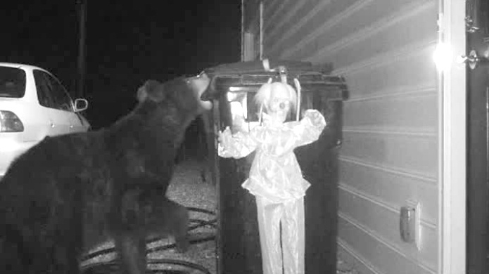 Video: Â¡Problemas con osos resuelto! Hombre se las ingenia para espantar los osos que derraman su basura todos los dÃ­as.