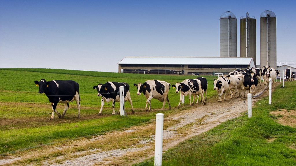  Ganaderos de leche piden que cesen los ataques contra la Oficina de Reglamentaci&oacute;n de la Industria Lechera 