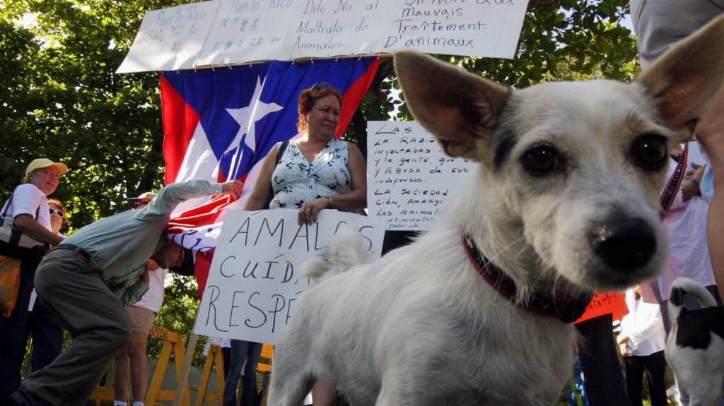  Primera dama de Puerto Rico apoya iniciativa para reducir animales abandonados 