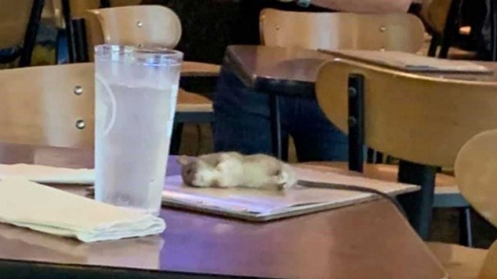 "Enorme Rata" cae del techo a mesa de clientes en restaurante de alitas 