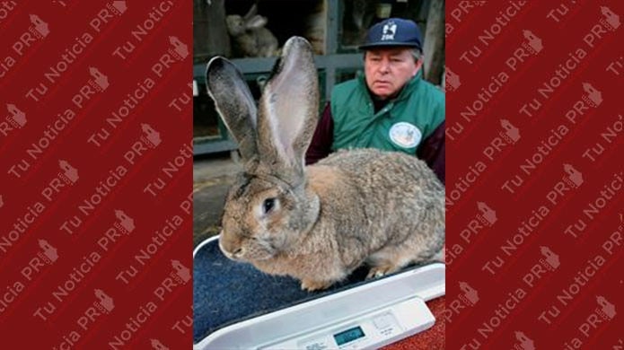 DueÃ±os de conejo muerto tras vuelo de United denuncian a la aerolÃ­nea en EEUU