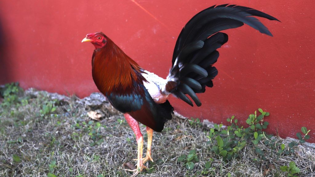  Lamentan decisi&oacute;n juez federal de fallar contra la pelea de gallos 