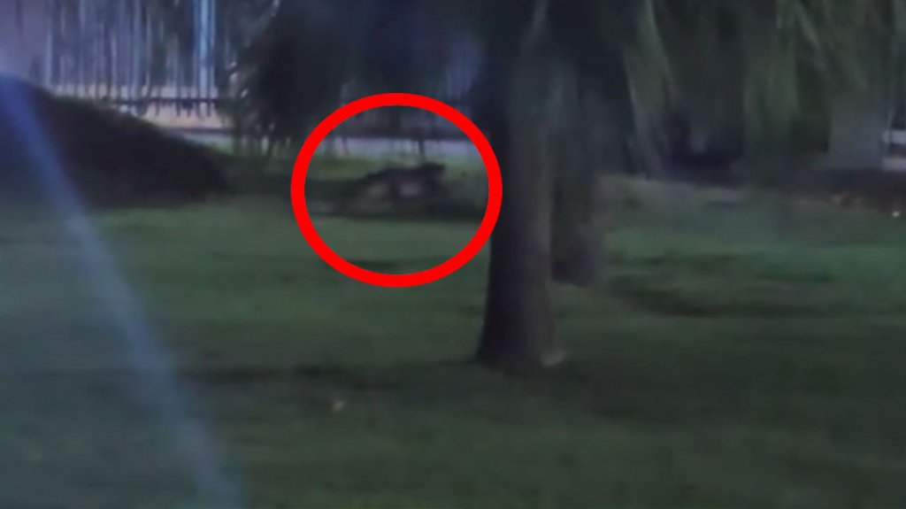 Captan en video un Caimán anoche detrás del estadio Hiram Bithorn