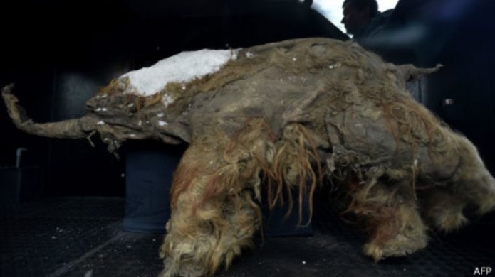 Mamut de 39.000 aÃ±os se exhibe en Rusia