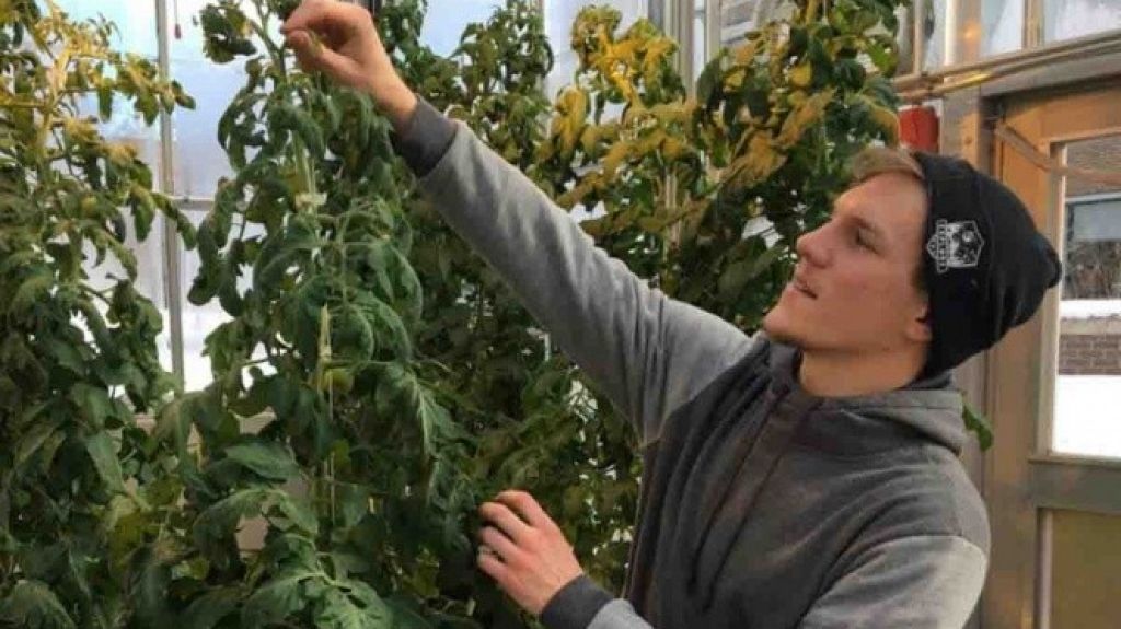  Universidades de EE.UU. ofrecen "licenciatura en marihuana" 