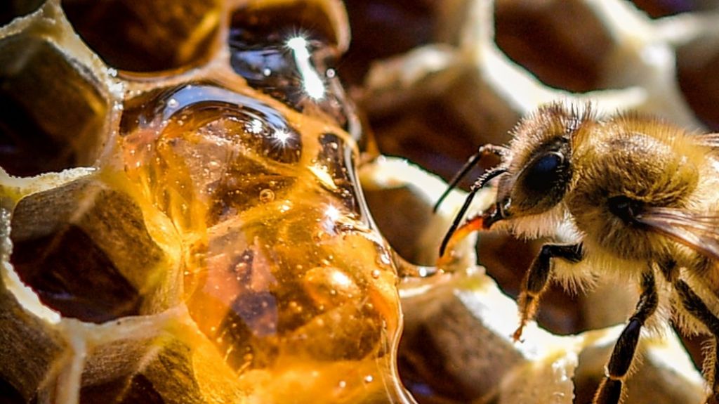  Imparten formaci&oacute;n sobre abejas, especie mermada tras hurac&aacute;n Mar&iacute;a 