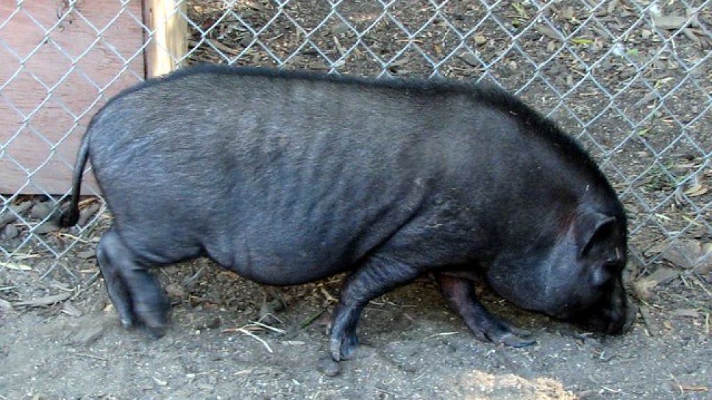  Vecinos del Ca&ntilde;o Mart&iacute;n Pe&ntilde;a no quieren que USDA mate cerditos vietnamitas 