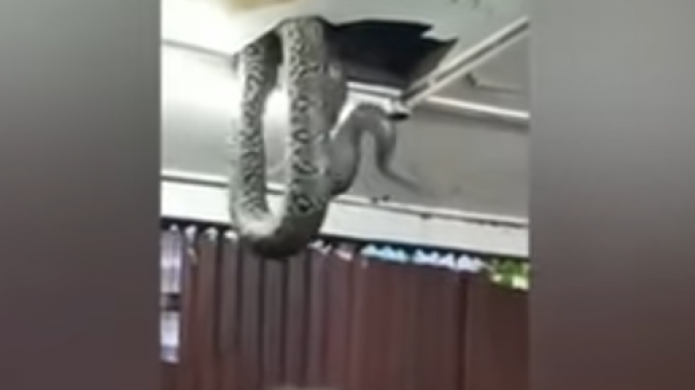 Video: Enorme serpiente asusta a clientes de un restaurante en JapÃ³n 