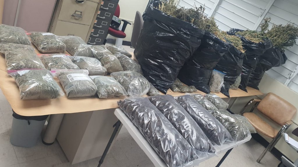  Ocupan casi 80 libras de marihuana en Arecibo 