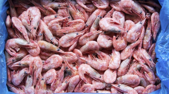Confiscan gambas repletas de cocaÃ­na, valoradas en 12 millones de dÃ³lares