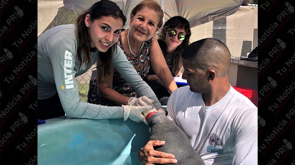  Caso de beb&eacute; manat&iacute; rescatada en Lo&iacute;za dramatiza la importancia de proteger las especies en peligro de extinci&oacute;n 