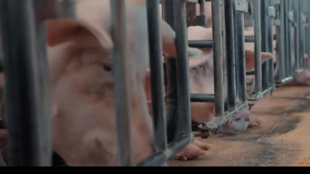  Camuy adquiere 7,500 libras de carne de cerdo que ser&aacute;n distribuidas gratuitamente a familias del municipio 