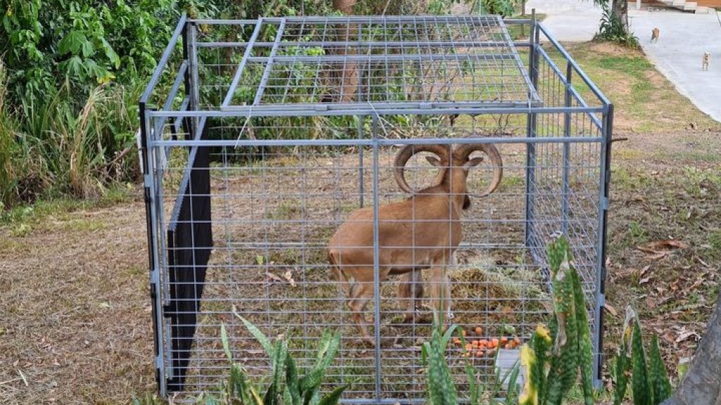  Capturan a Rayo Veloz en Mayag&uuml;ez 