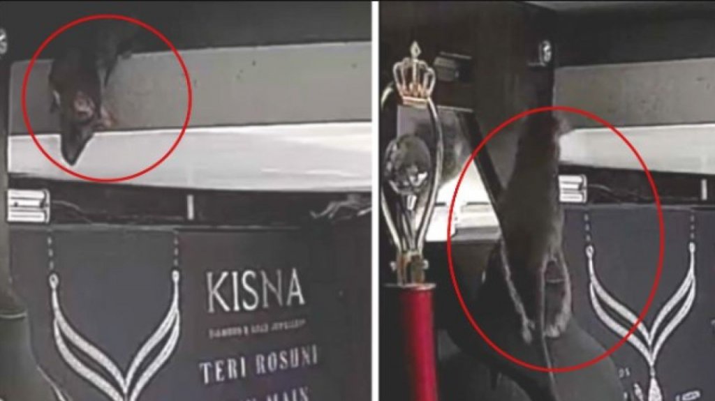  VIDEO: Una rata roba un collar de diamantes en una joyería 