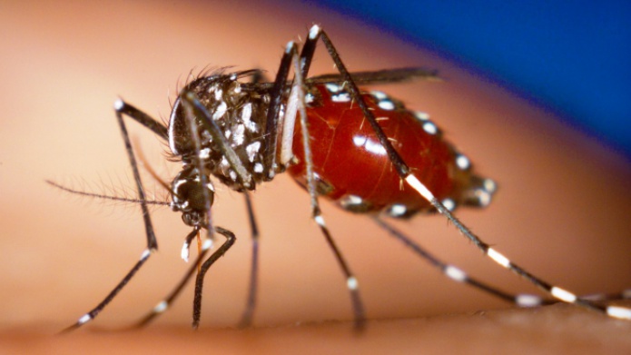 Autoridades sanitarias alertan del aumento de casos de chikungunya en el Caribe